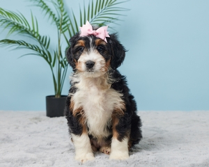 Ava Mini Bernadoodle